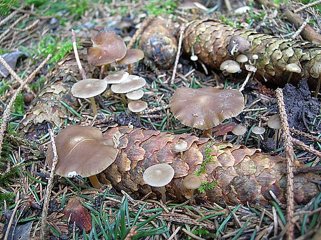 Macromiceti jurassiani � la lunga ricerca